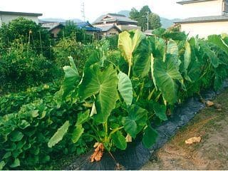 岐阜県各務原市S様の里芋2